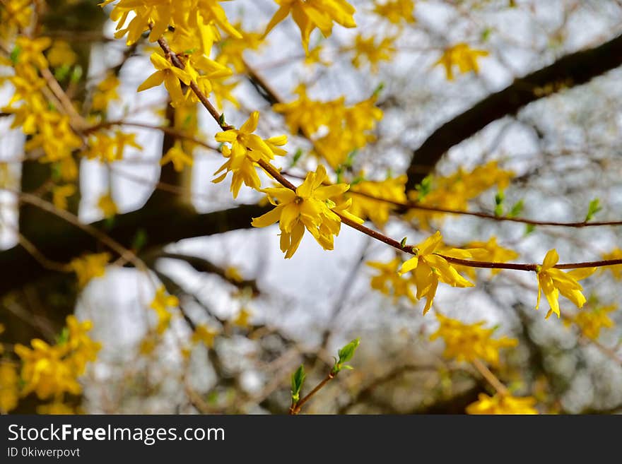 Yellow, Leaf, Flora, Autumn