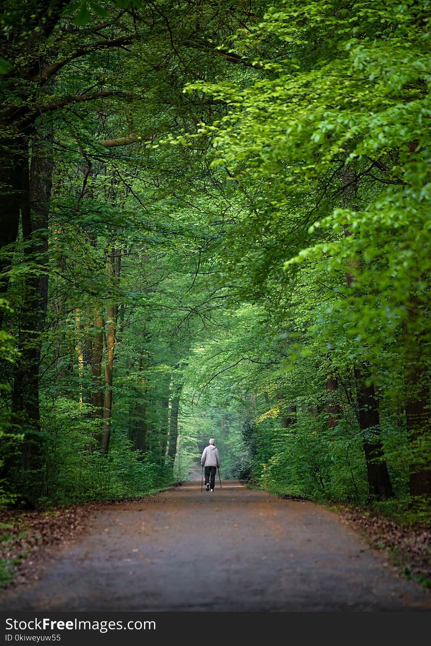 Green, Nature, Woodland, Forest