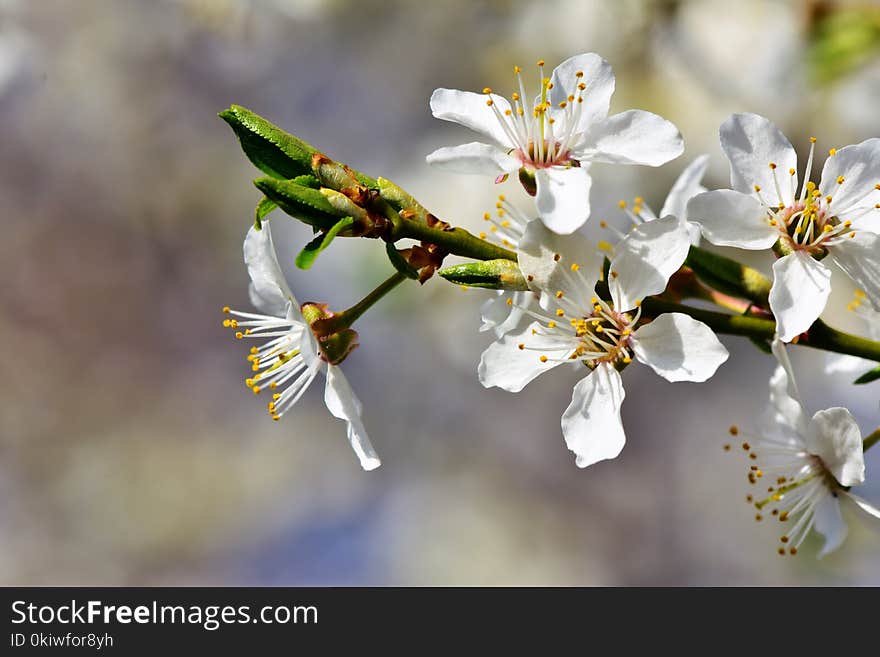 Blossom, Flower, Spring, Flora