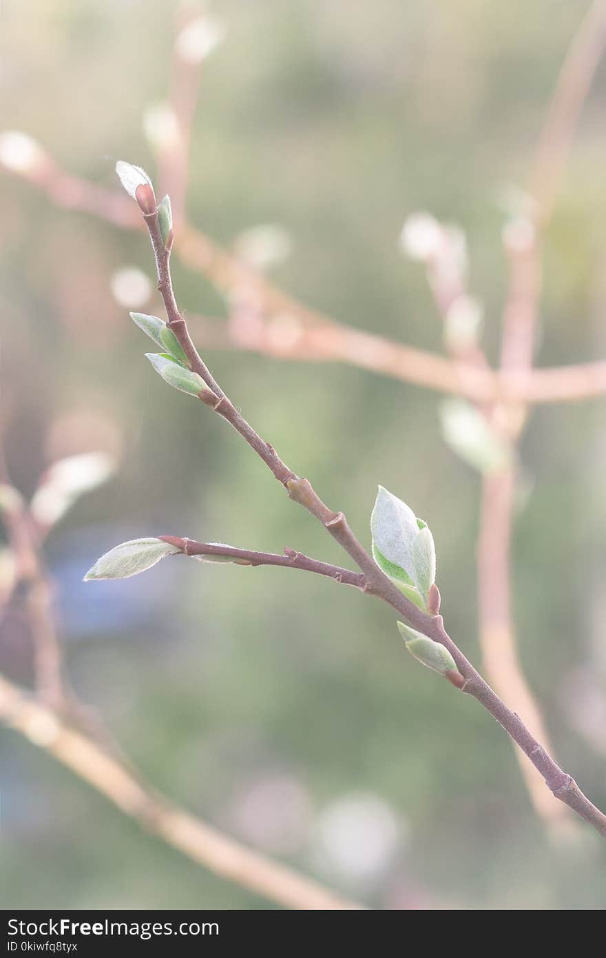 Branch, Twig, Flora, Leaf