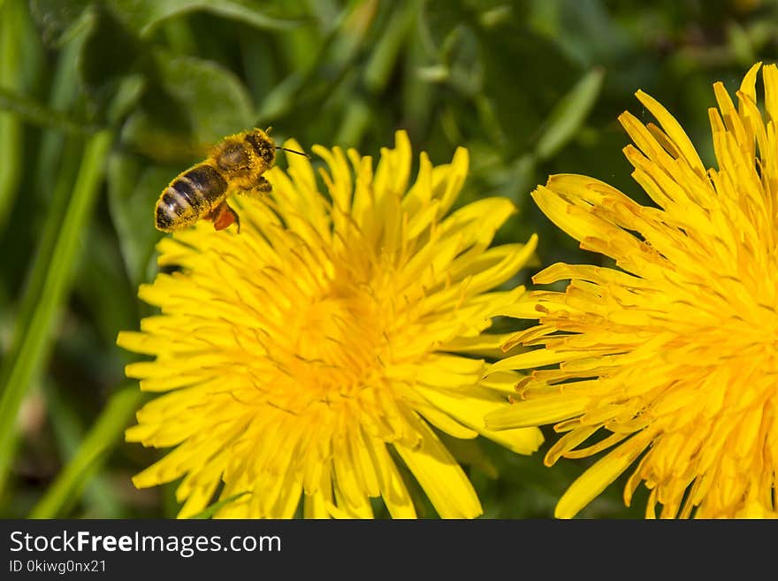 Honey Bee, Bee, Flower, Yellow