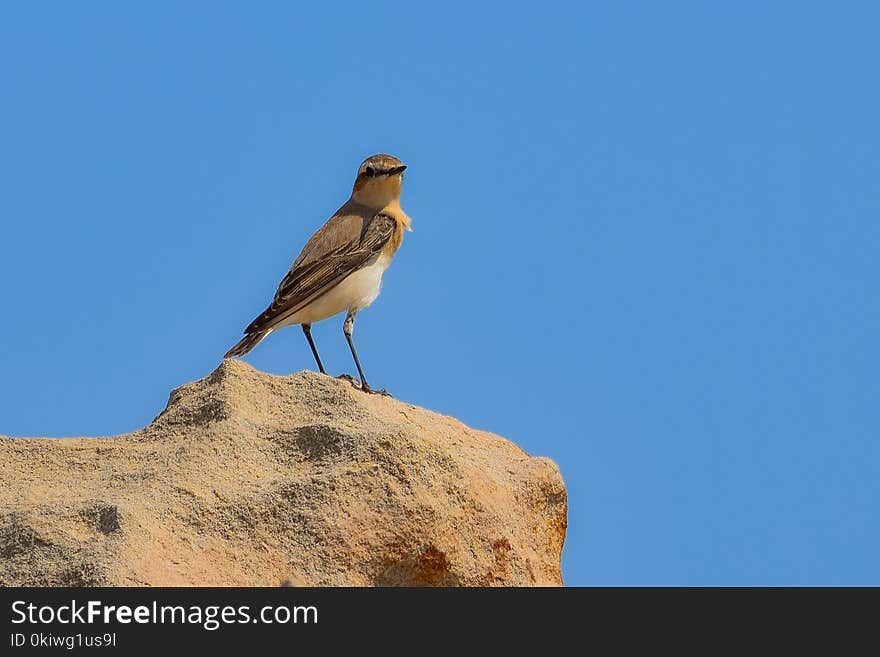 Bird, Ecosystem, Fauna, Sky