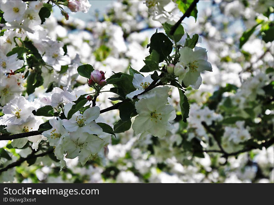 Blossom, Spring, Flora, Flower