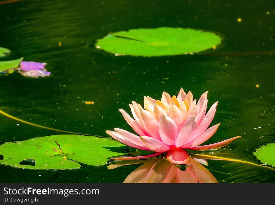 Water, Flower, Flora, Aquatic Plant