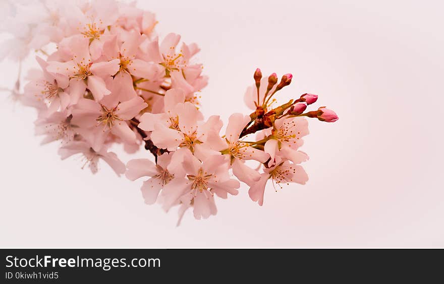 Blossom, Flower, Pink, Cherry Blossom