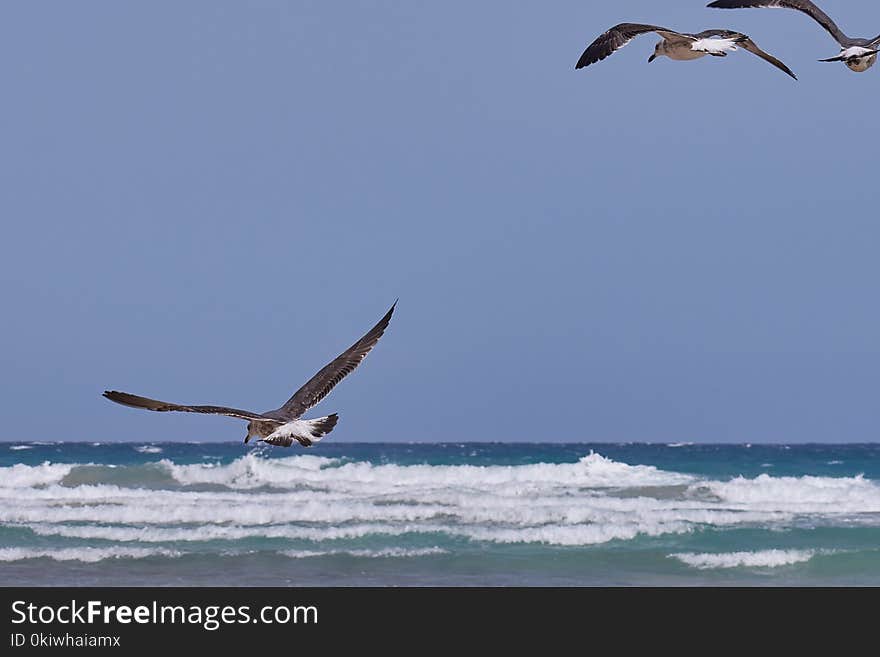 Bird, Seabird, Sky, Sea