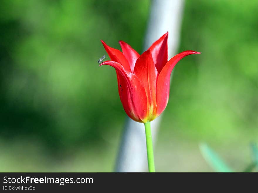 Flower, Plant, Tulip, Flowering Plant