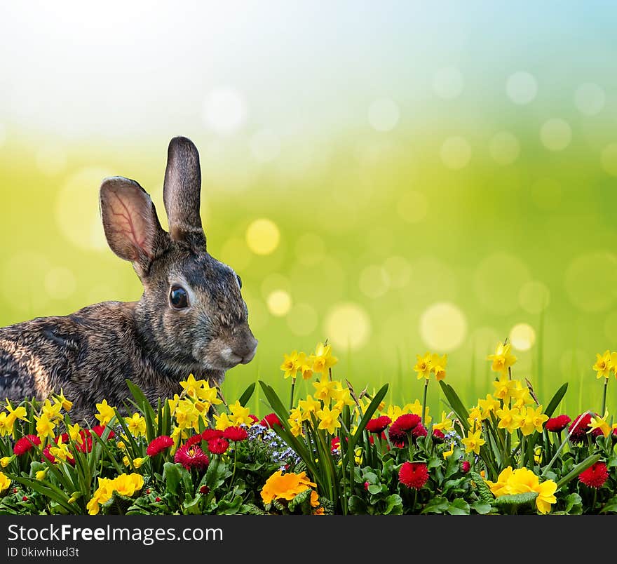 Flower, Rabbit, Plant, Meadow