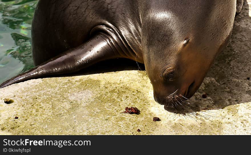 Seals, Fauna, Mammal, Terrestrial Animal