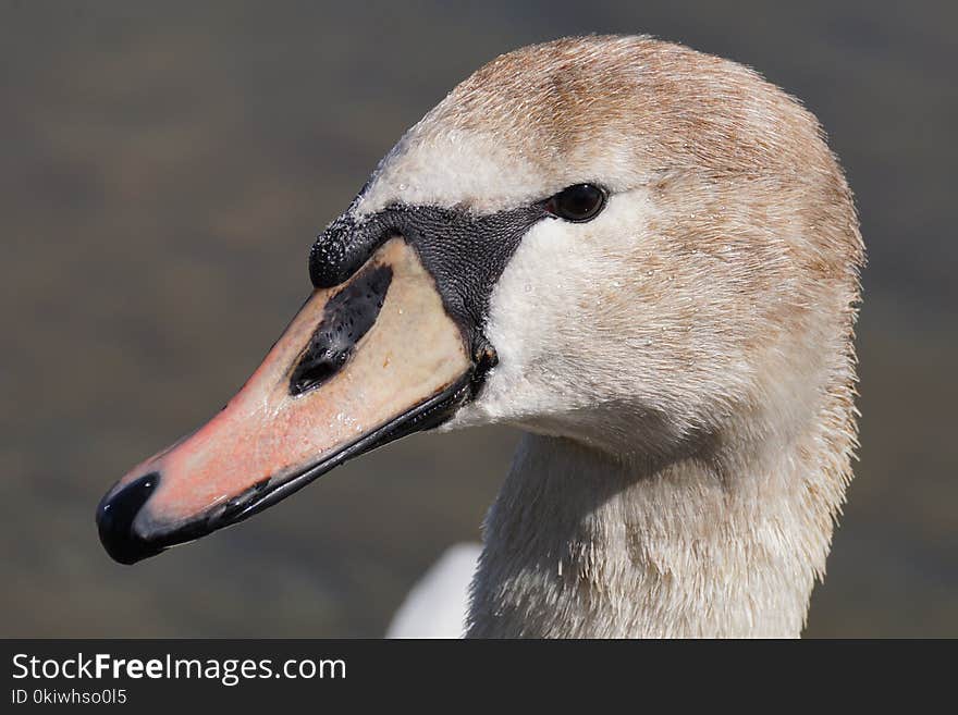 Beak, Bird, Water Bird, Fauna