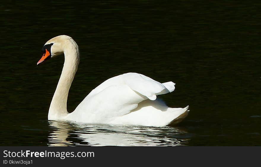 Swan, Bird, Water Bird, Ducks Geese And Swans