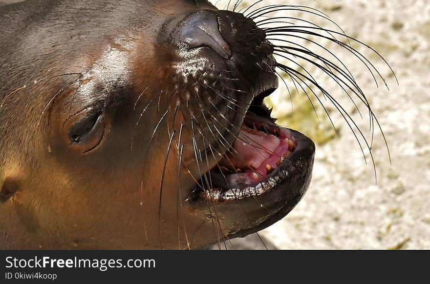 Seals, Fauna, Snout, Wildlife