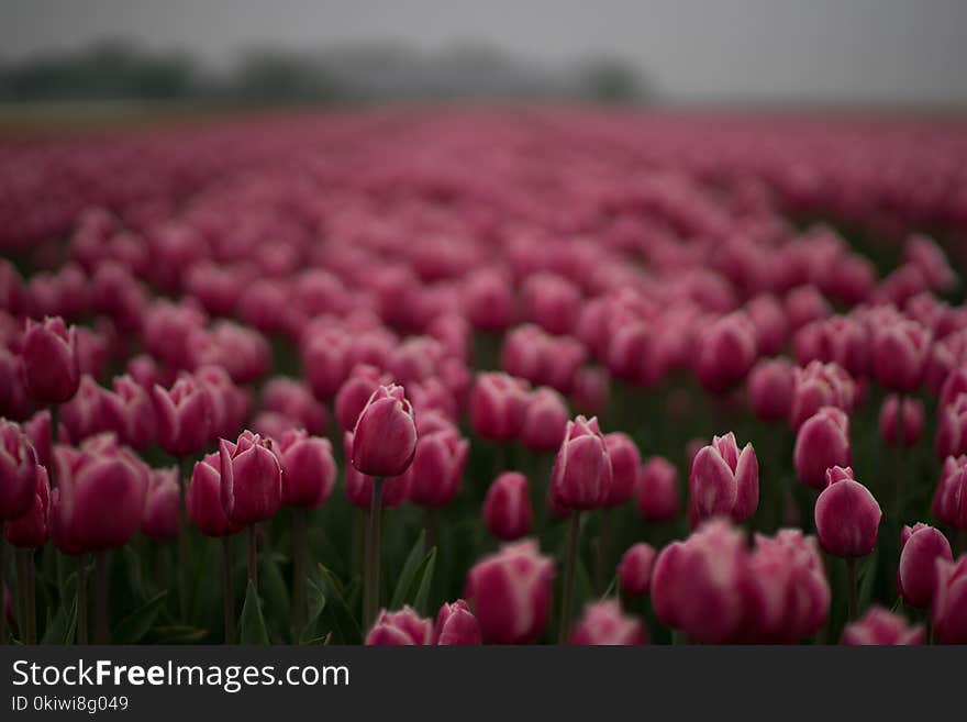 Flower, Flowering Plant, Plant, Tulip