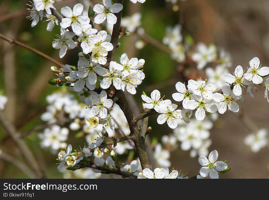 Flora, Prunus Spinosa, Spring, Blossom