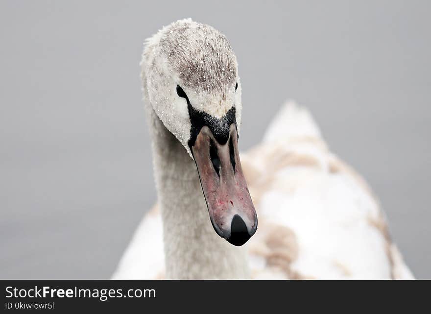 Water Bird, Beak, Bird, Swan