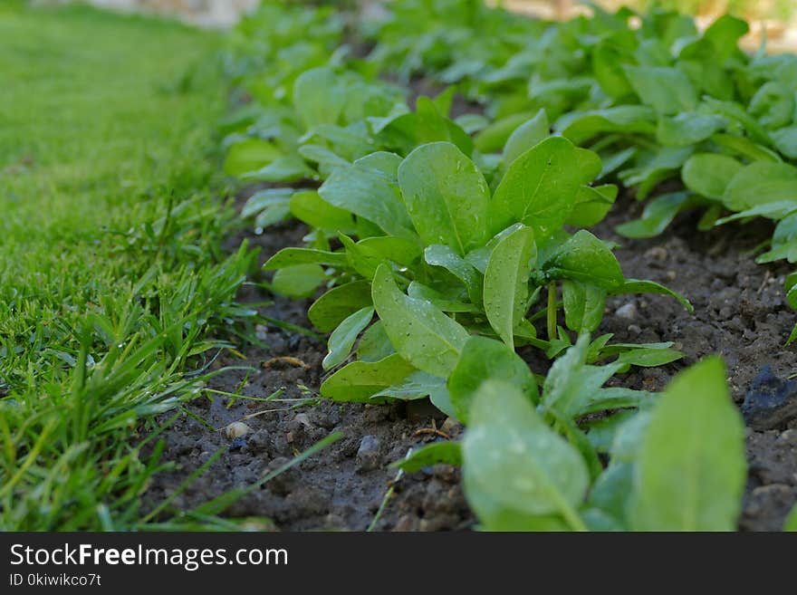 Plant, Leaf, Herb, Grass