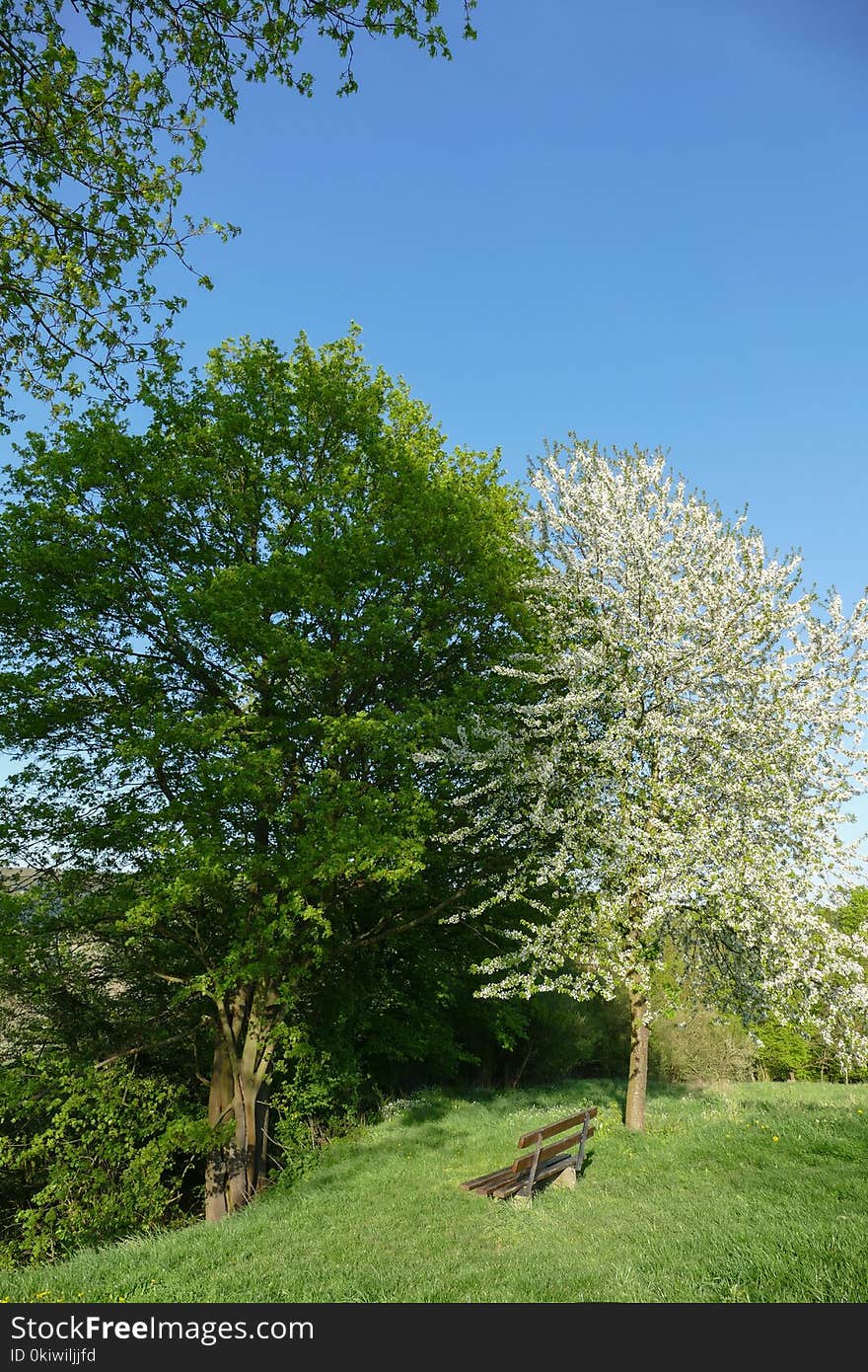 Tree, Sky, Vegetation, Ecosystem