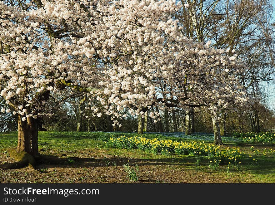 Flower, Blossom, Tree, Spring