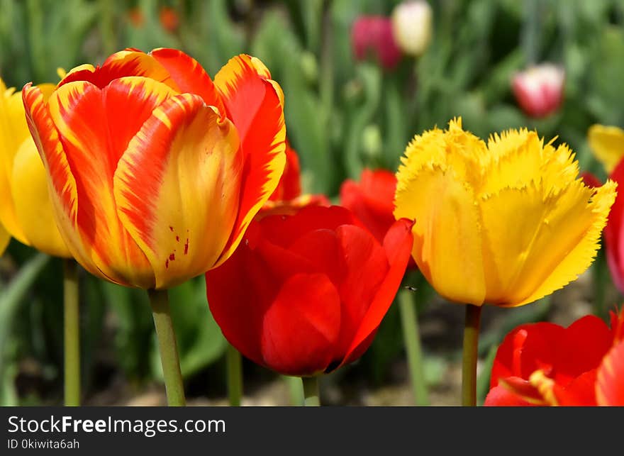 Flower, Plant, Tulip, Flowering Plant