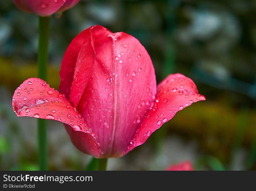 Flower, Flora, Pink, Wildflower