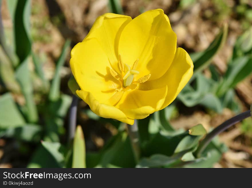 Flower, Plant, Flowering Plant, Yellow