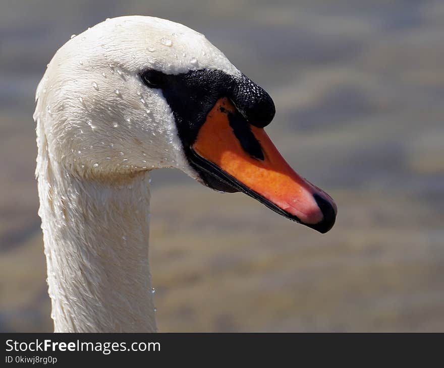 Beak, Swan, Bird, Water Bird