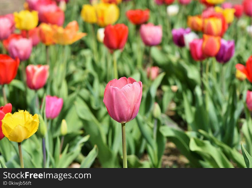 Flower, Plant, Flowering Plant, Tulip