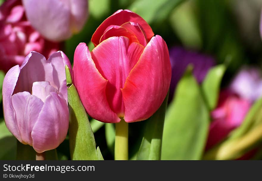 Flower, Plant, Tulip, Flowering Plant