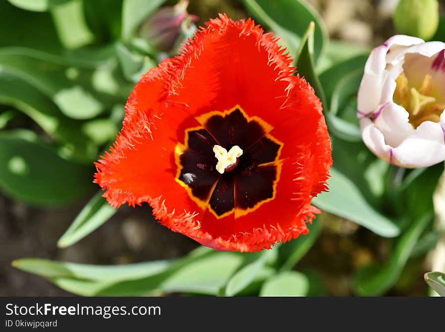 Flower, Plant, Flowering Plant, Tulip