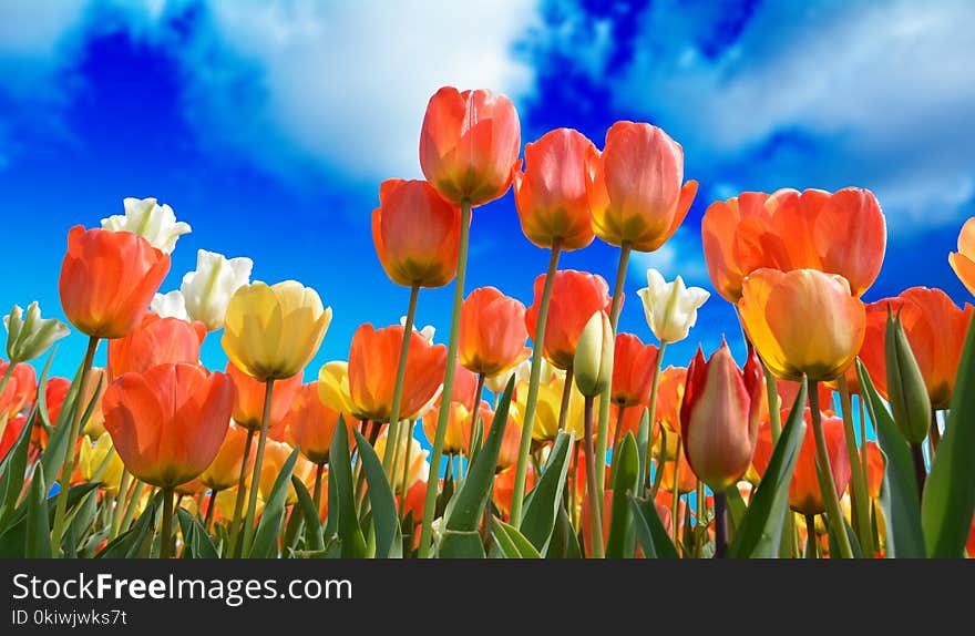 Flower, Flowering Plant, Plant, Tulip