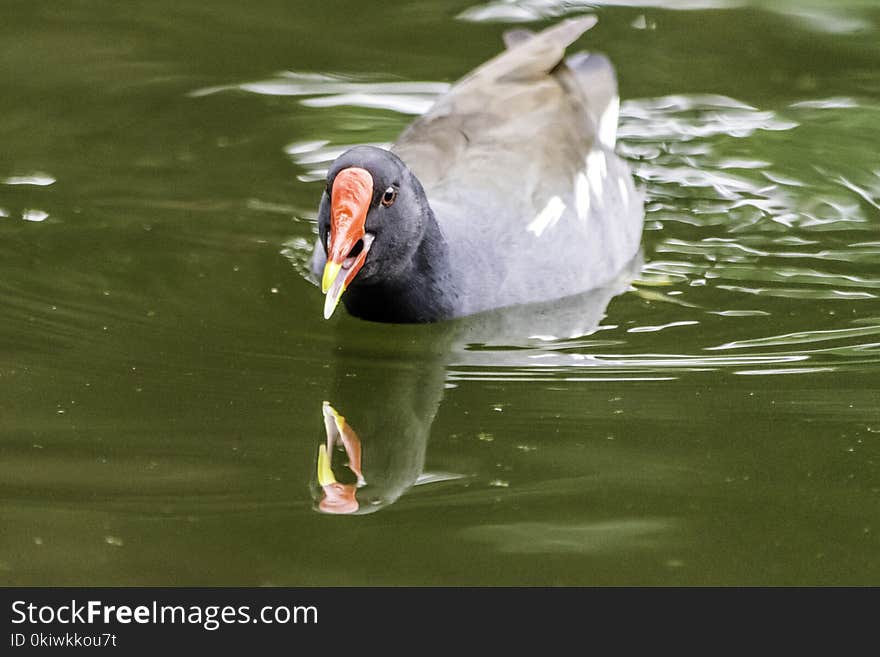 Bird, Water, Fauna, Beak