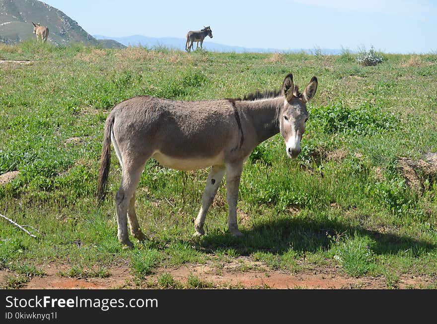 Donkey, Pasture, Ecosystem, Horse Like Mammal