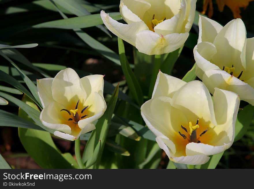 Flower, Plant, Flowering Plant, Yellow