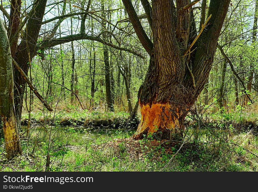 Ecosystem, Woodland, Nature Reserve, Tree