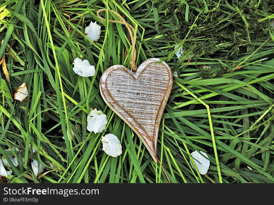 Grass, Leaf, Grass Family, Plant