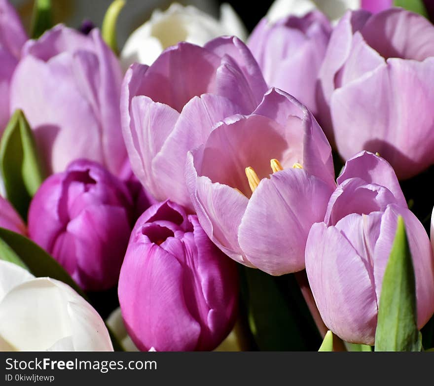 Flower, Flowering Plant, Pink, Purple