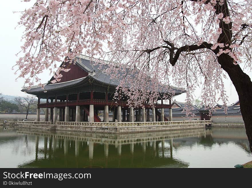 Chinese Architecture, Japanese Architecture, Cherry Blossom, Plant