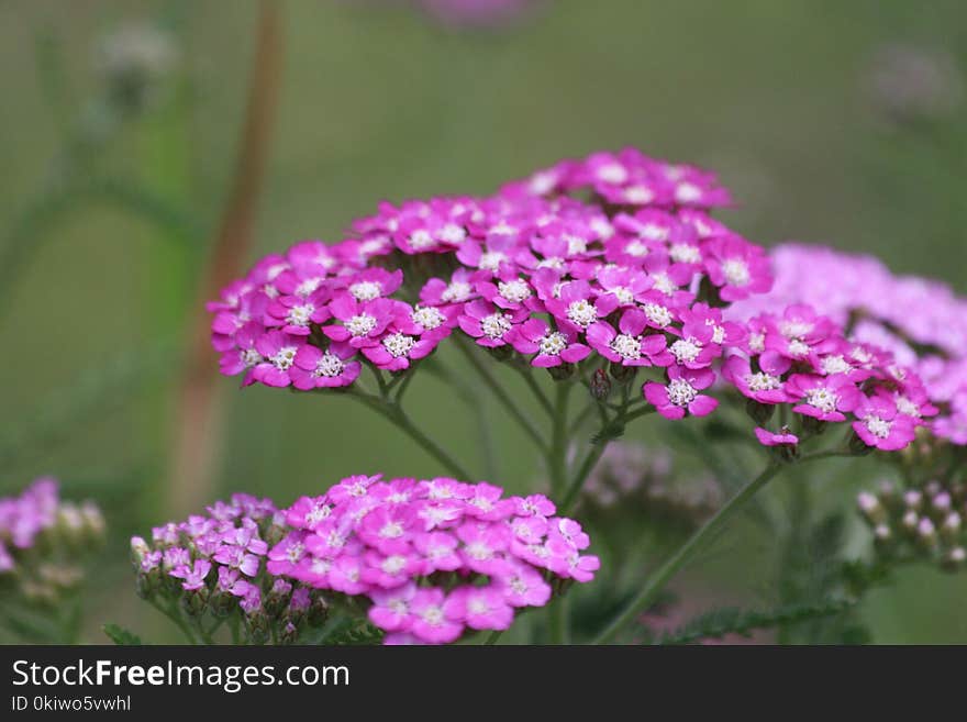 Flower, Plant, Pink, Yarrow