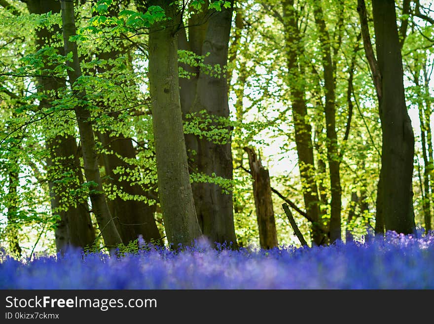 Misk Hills,Hucknall,Notinghamshire,UK:02nd May 2018.After a morning of rain evening sunlight illuminates the mass of Bluebells in a local beech and Oak deciduous woodland in Nottinghamshire. Misk Hills,Hucknall,Notinghamshire,UK:02nd May 2018.After a morning of rain evening sunlight illuminates the mass of Bluebells in a local beech and Oak deciduous woodland in Nottinghamshire.