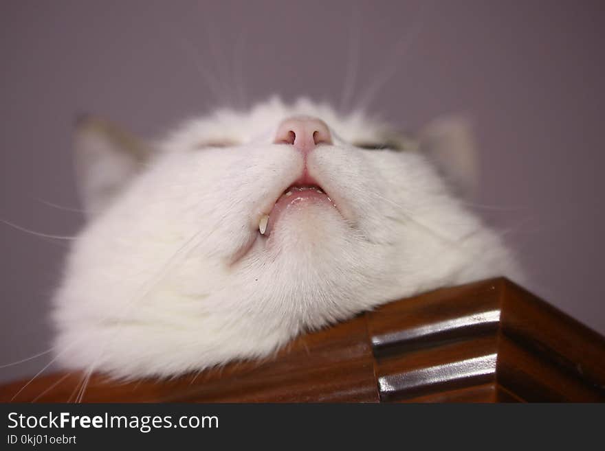 Cat funny photo lay nap on cupboard close up photo on ceiling background