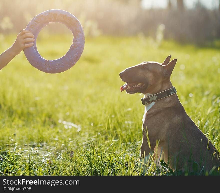 bull terrier dog look on puller toy