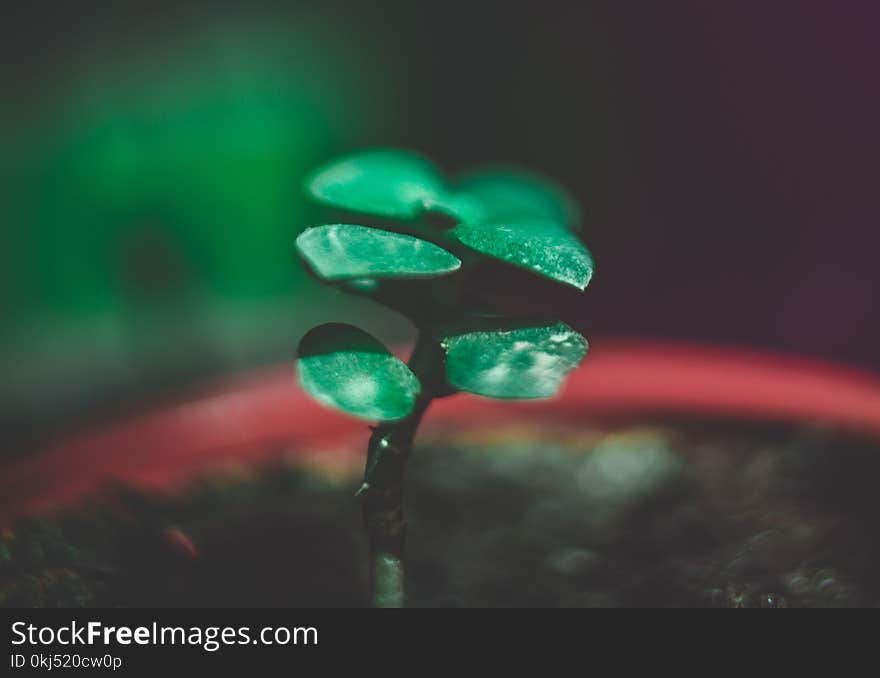 Macro Photo Of Green Plants