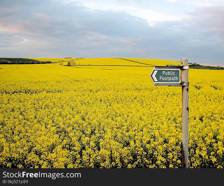 Yellow Flower Field