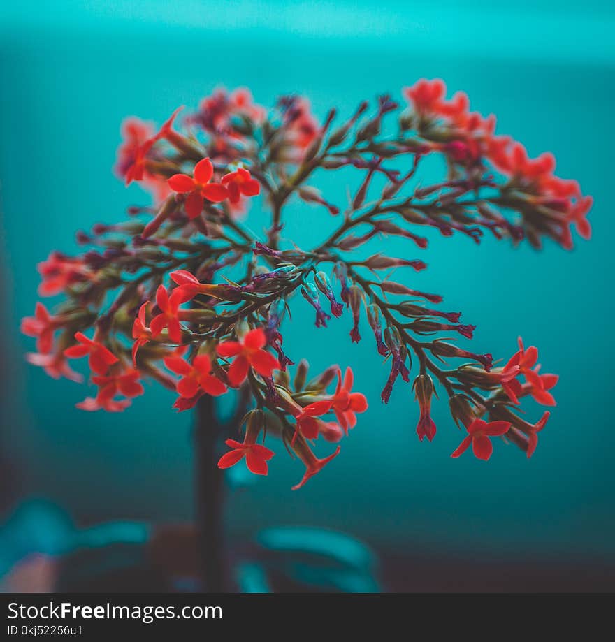 Red Petaled Flowers