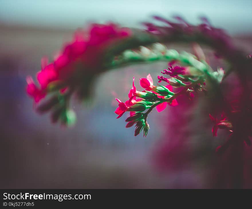 Selective Focus Photography Of Pink Flower