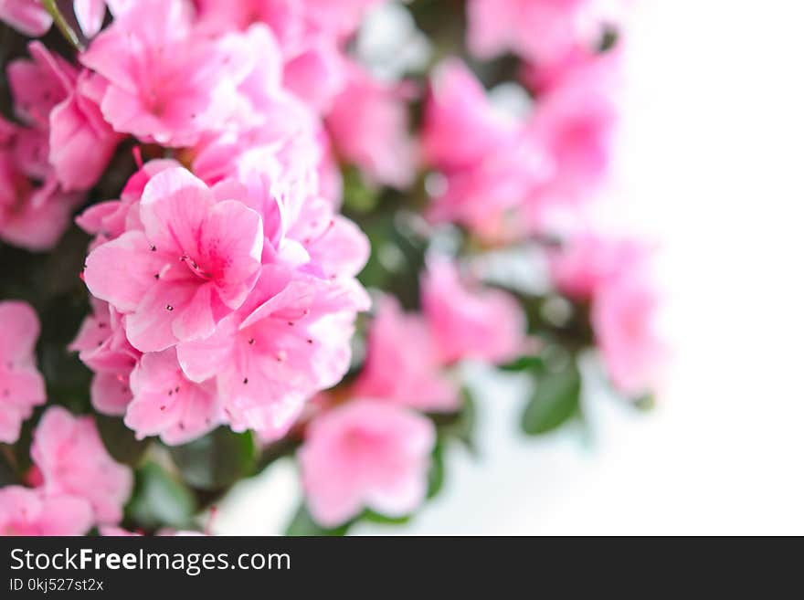 Pink Petaled Flowers