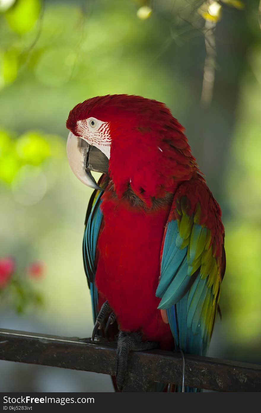 Macaw Bird