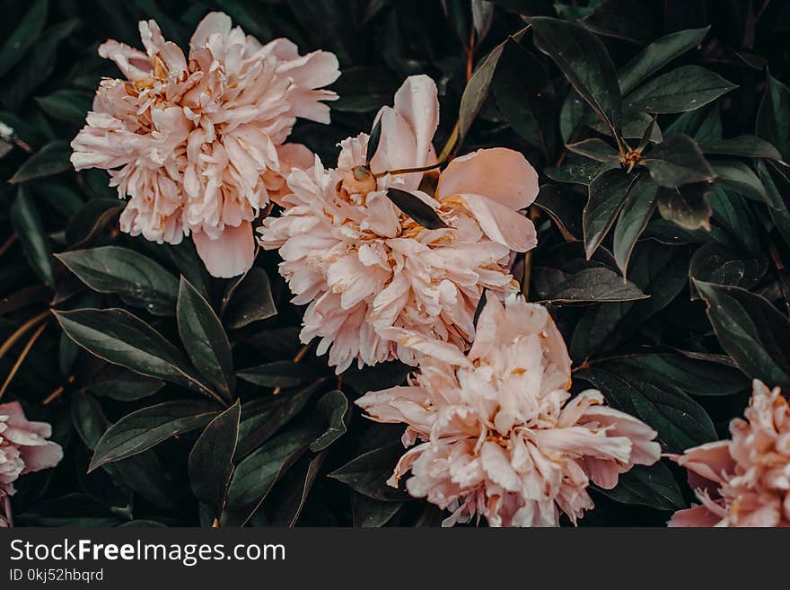 Pink Flowers