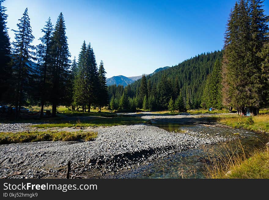 River In Between Pine Trees