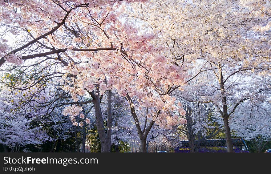 Flowering Trees